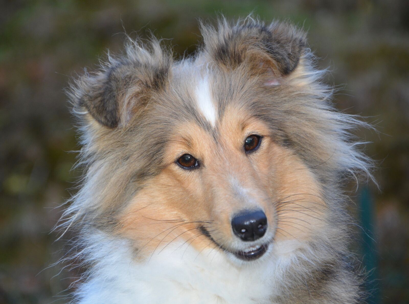 Nikon D5200 sample photo. Dog, bitch, dog berger photography