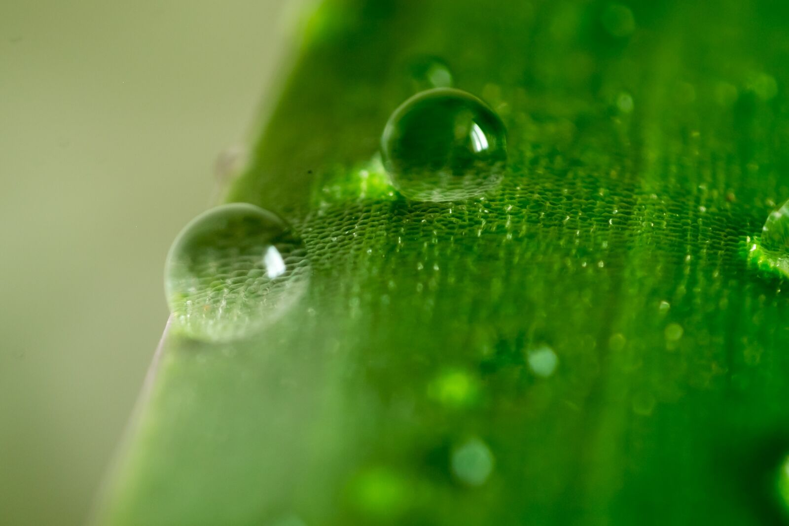 Fujifilm X-T10 sample photo. Leaf, green, water photography