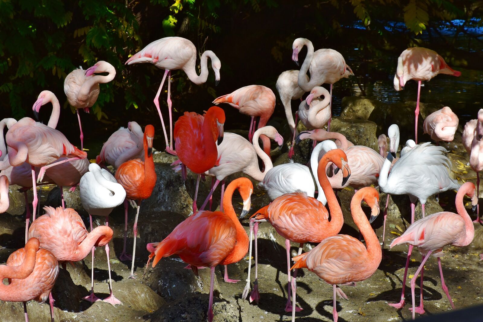 Nikon D7200 sample photo. Flamingo, bird, pink photography