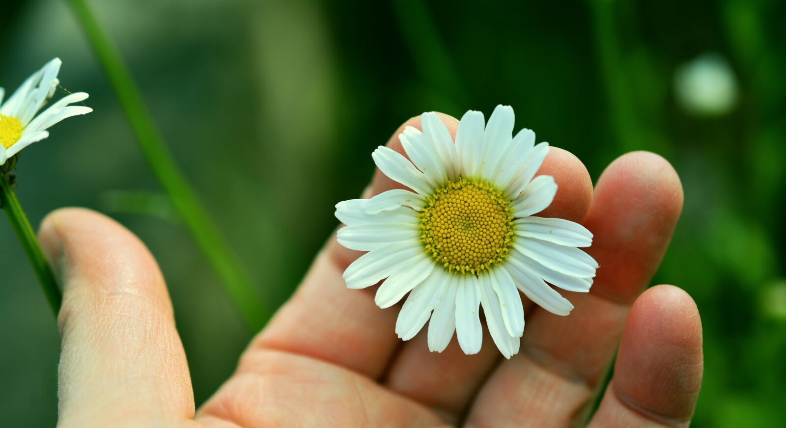 Nikon D5200 sample photo. Marguerite, white marguerite, hand photography