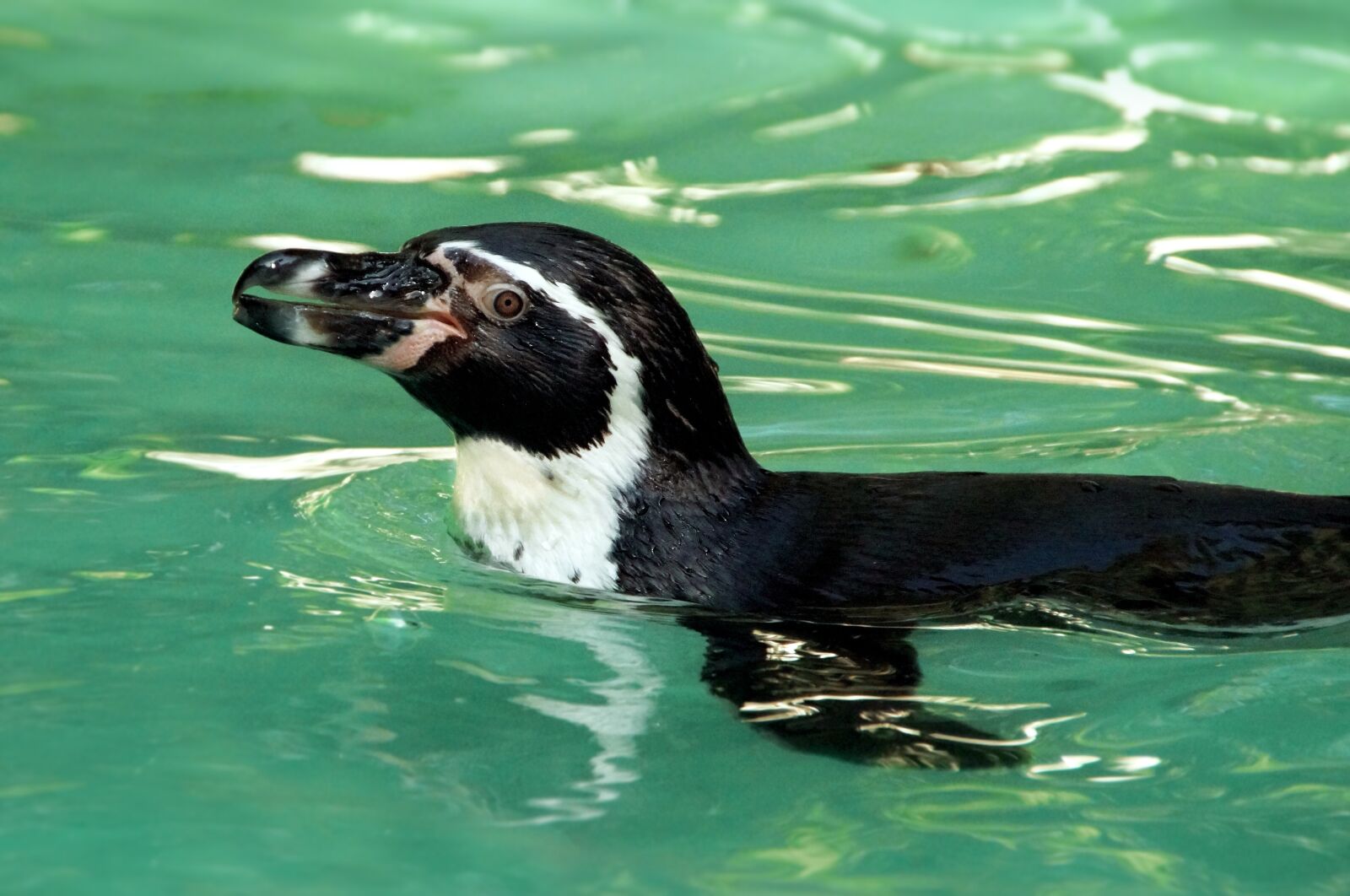 Sony SLT-A58 sample photo. Penguin, swim, water photography