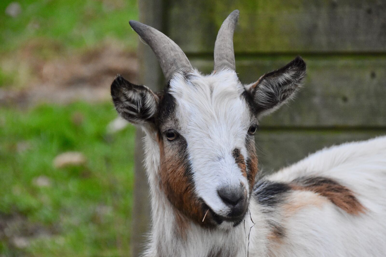 Nikon D5600 sample photo. Goat, portrait pet goat photography
