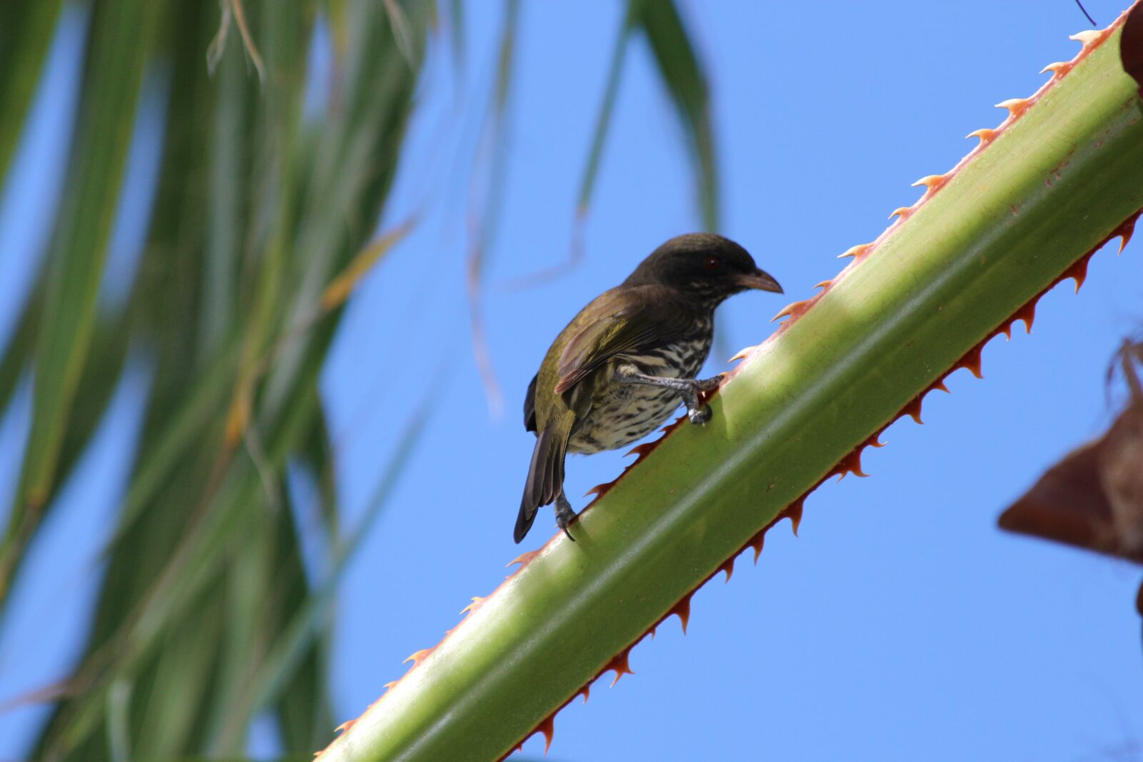 Canon EOS 650D (EOS Rebel T4i / EOS Kiss X6i) sample photo. Palmchat, dulus dominicus, bird photography