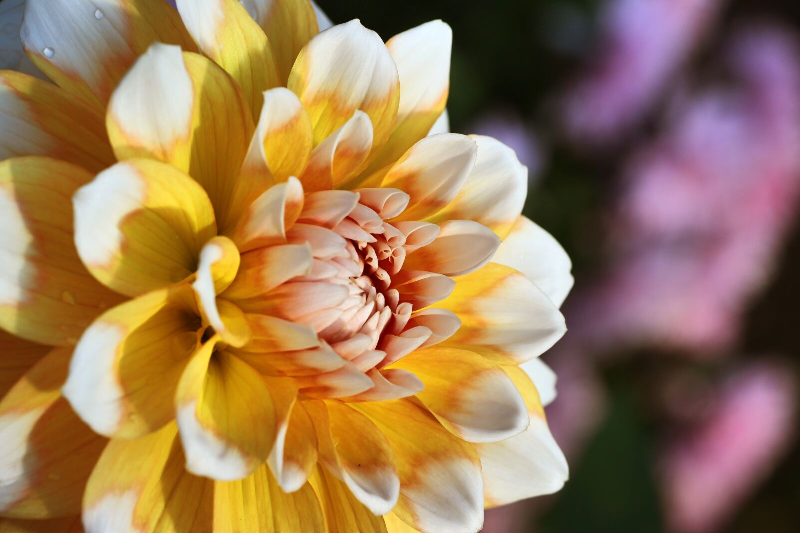 Tamron SP 90mm F2.8 Di VC USD 1:1 Macro sample photo. Dahlia, yellow, blossom photography