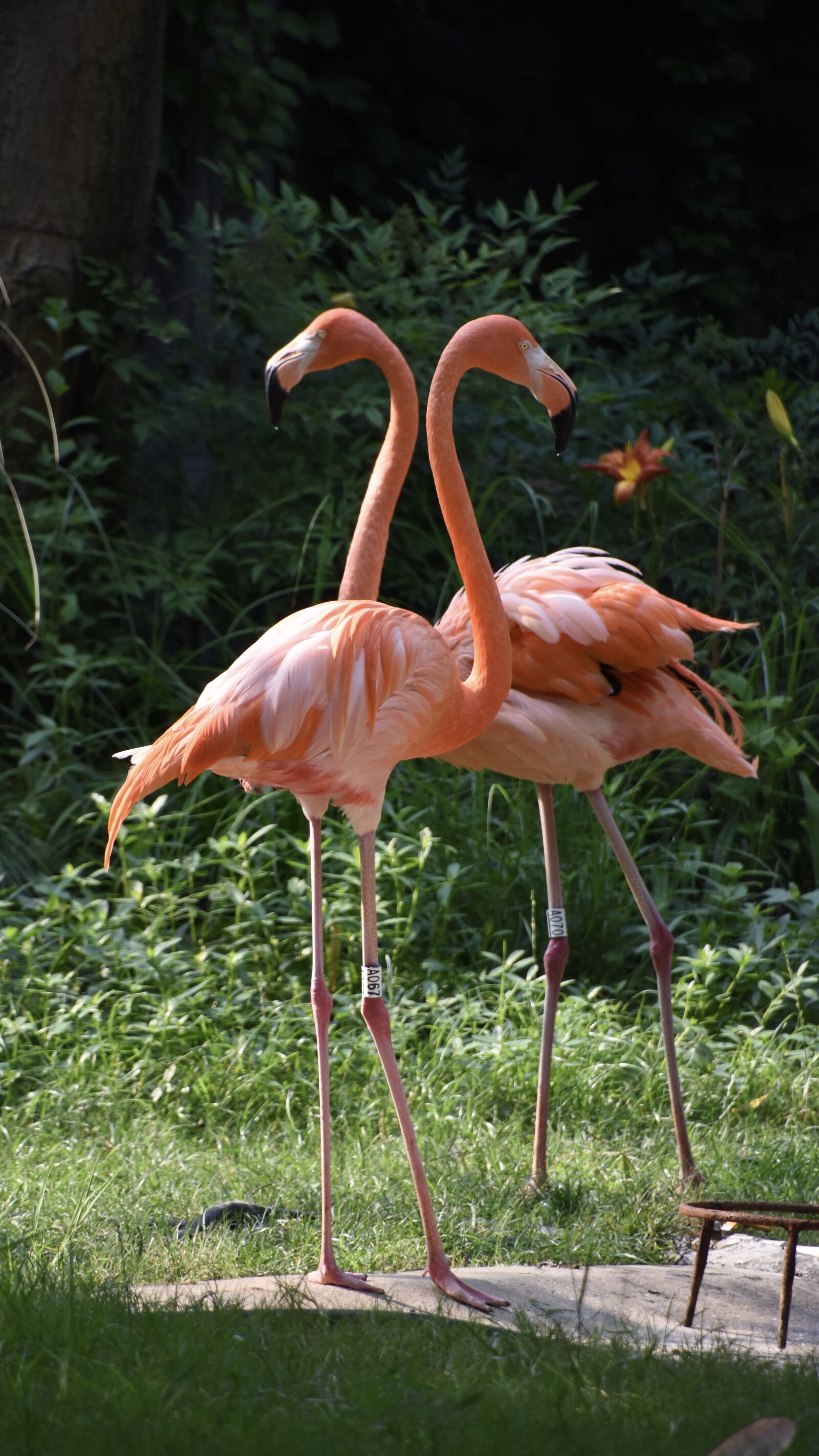 Nikon D7200 sample photo. Birds, flamingo, red photography