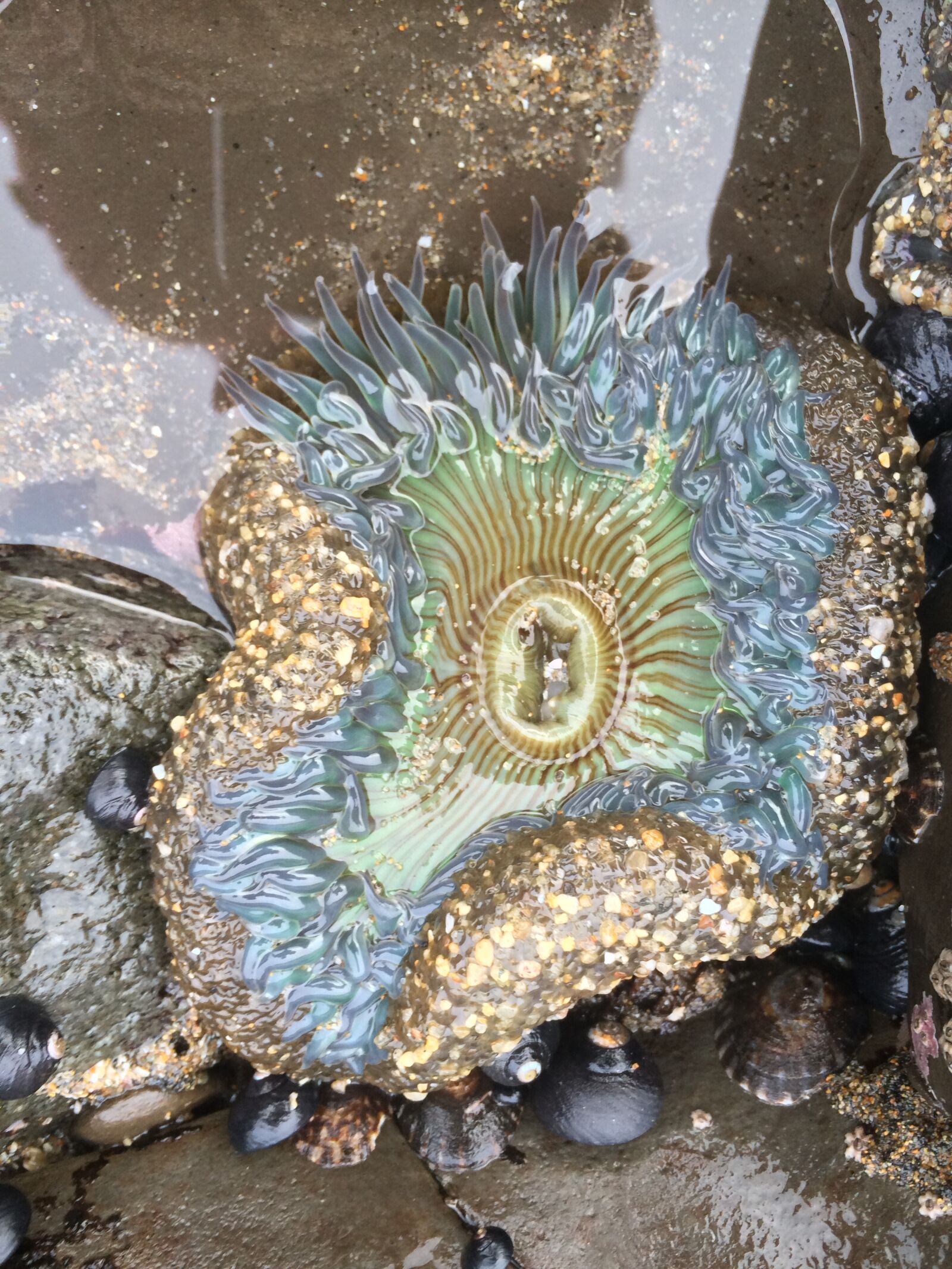 Apple iPhone 5s sample photo. Nature, sea, sea, anemone photography