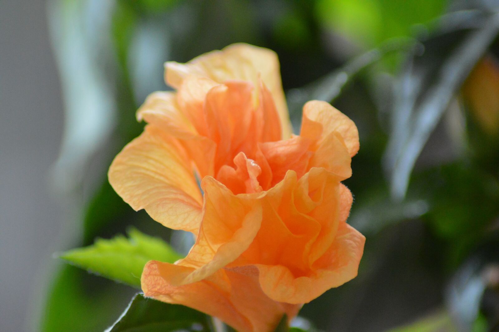 Nikon D3200 sample photo. Chinese, rose, flower photography