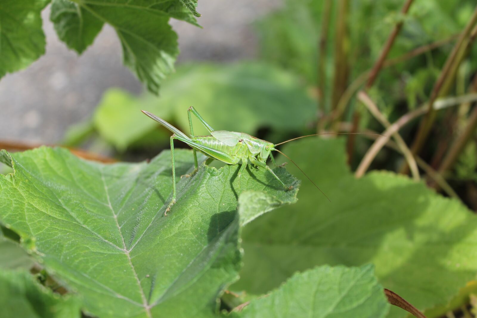 Canon EOS 1100D (EOS Rebel T3 / EOS Kiss X50) sample photo. Grasshopper, nature, green photography
