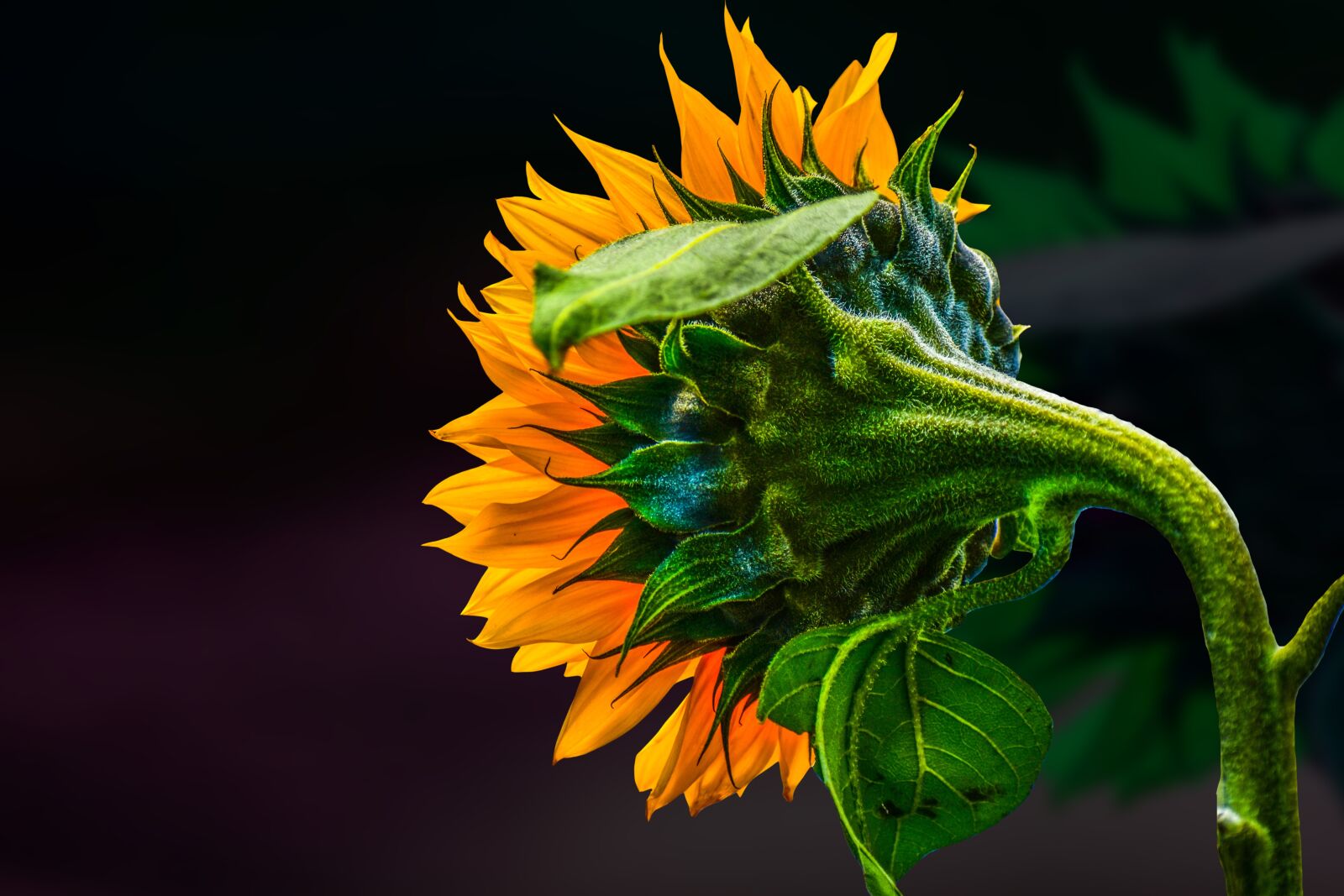 Nikon D3400 sample photo. Sunflower, flower, summer photography