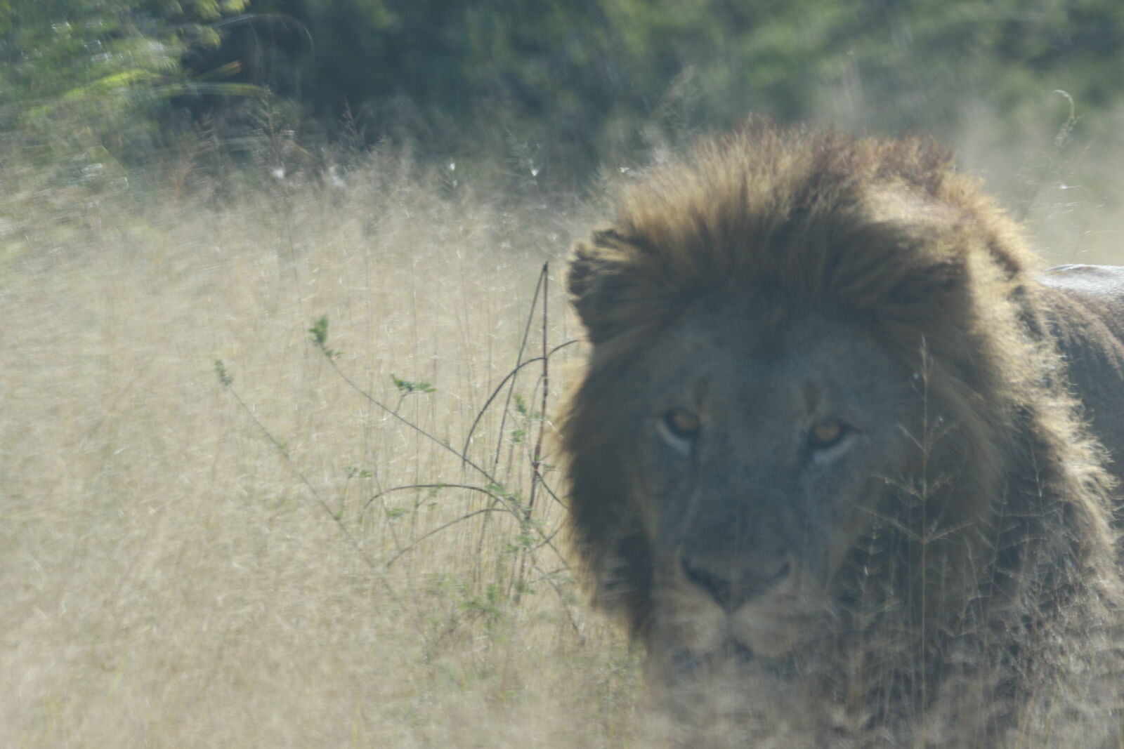 Canon EOS 7D Mark II sample photo. Africa, animal, big, five photography