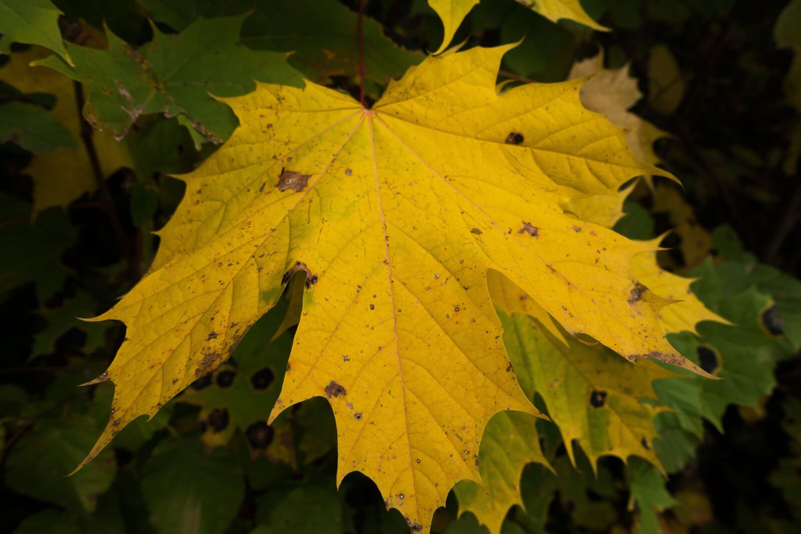 Sony Cyber-shot DSC-RX100 III sample photo. Maple, autumn, leaf photography