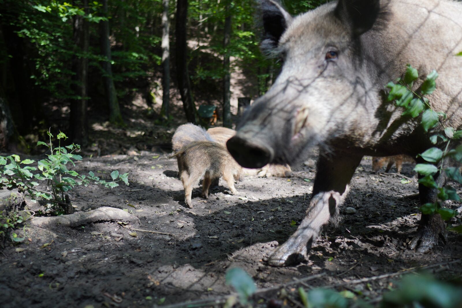 Sony a6400 sample photo. Wild boar, nature, pig photography