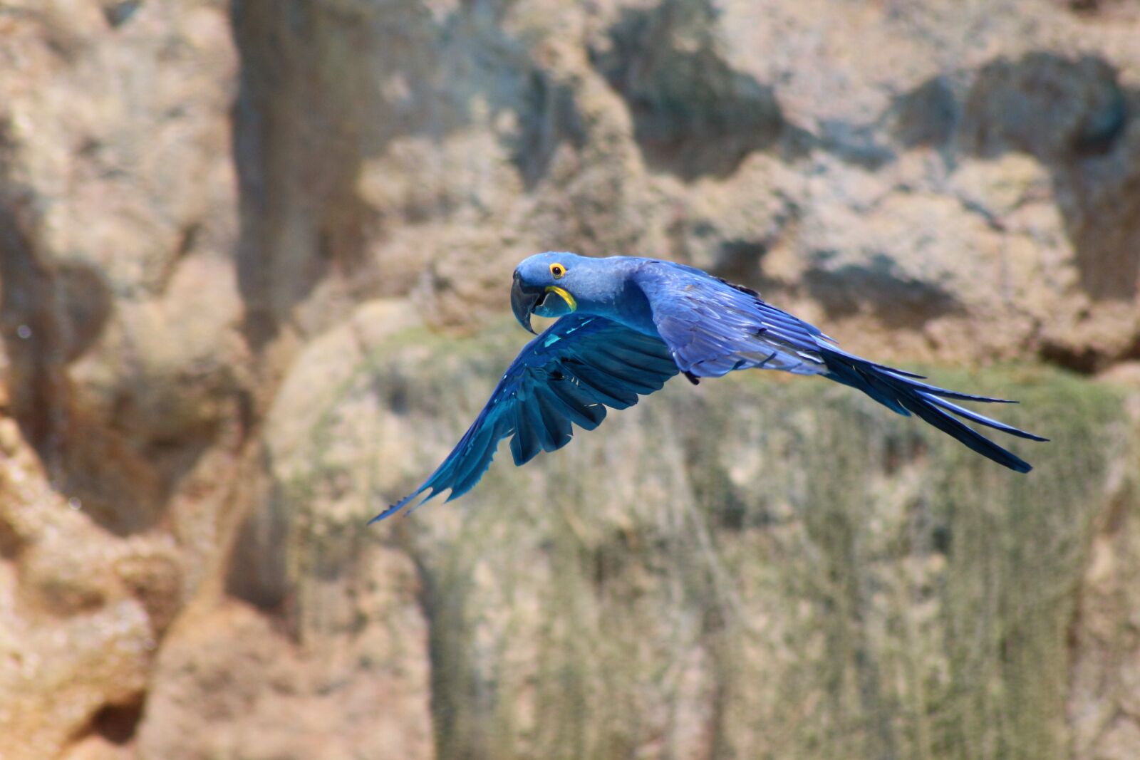 Canon EOS 650D (EOS Rebel T4i / EOS Kiss X6i) sample photo. Parrot, blue, zoo photography