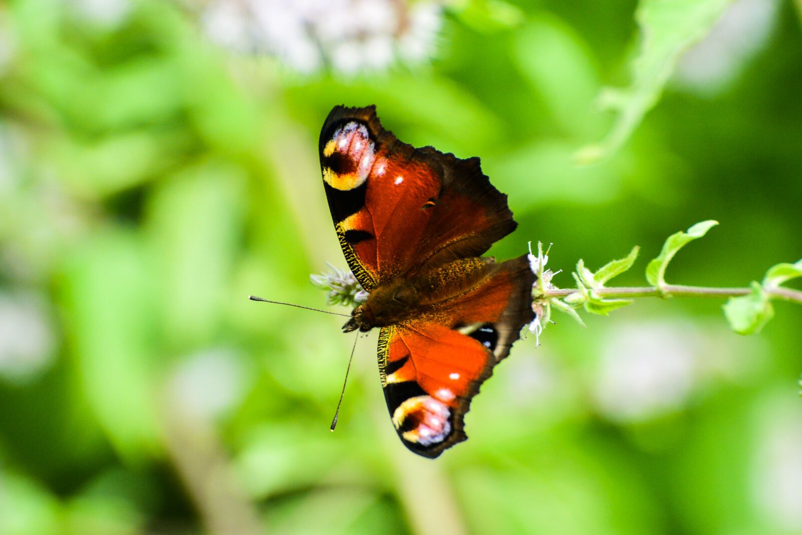 Nikon D5200 sample photo. Nature, insect, living nature photography