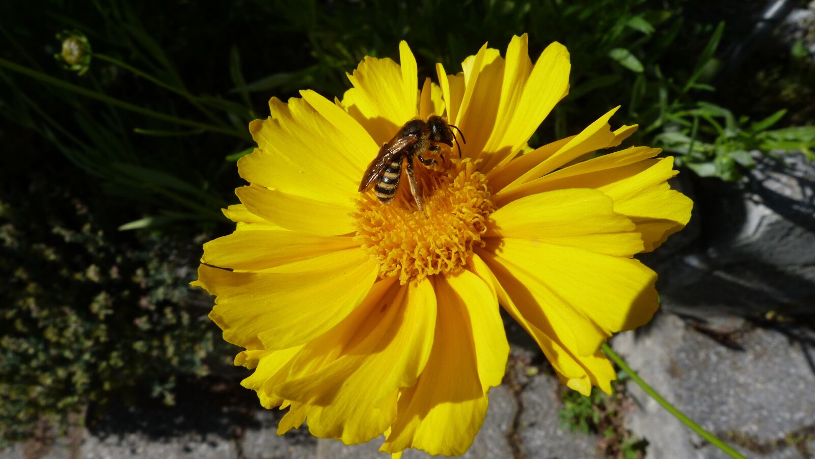 Panasonic Lumix DMC-FZ40 (Lumix DMC-FZ45) sample photo. Flower, yellow, insect photography