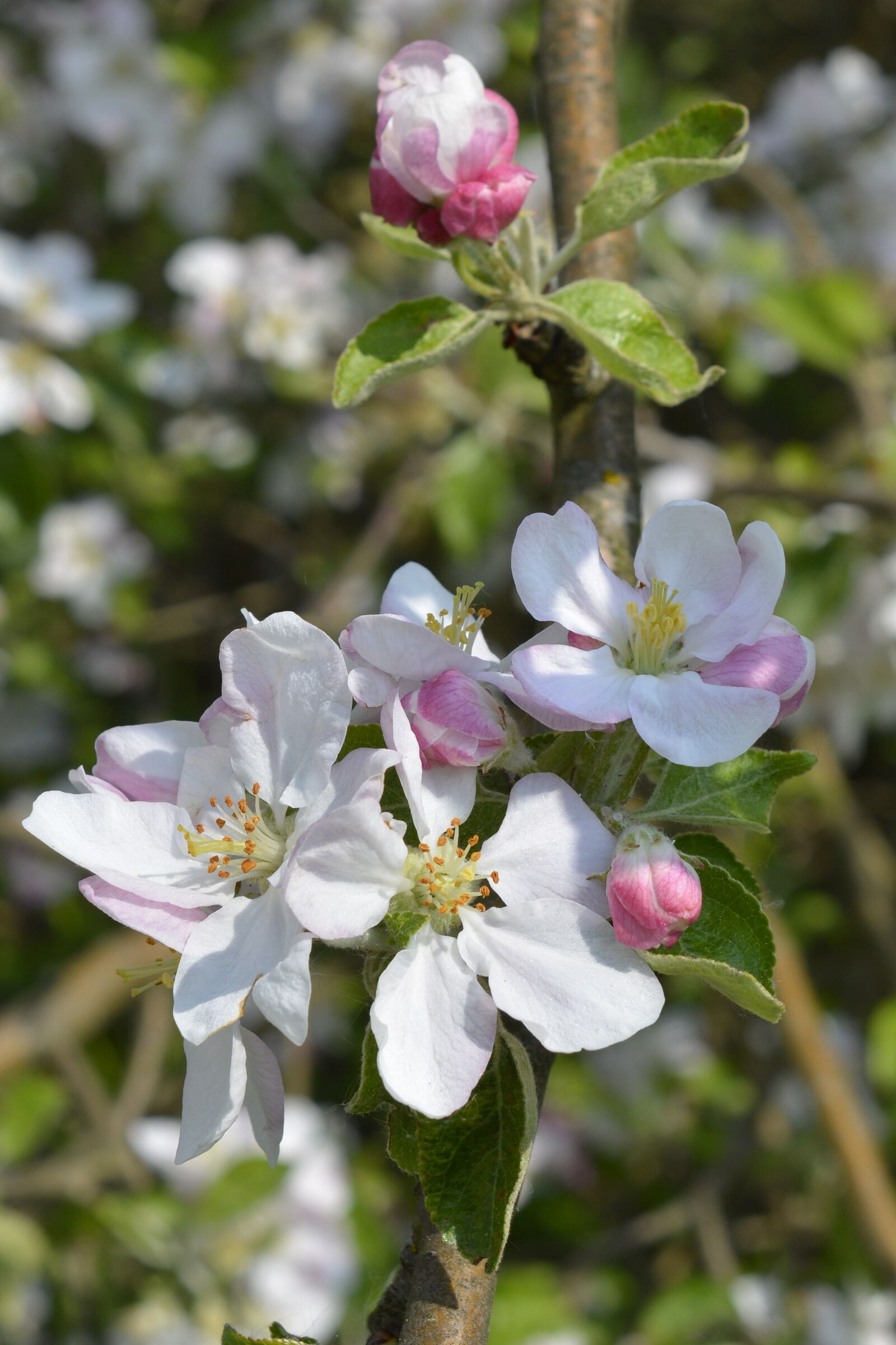 Nikon D7100 sample photo. Flower buds, apple blossom photography