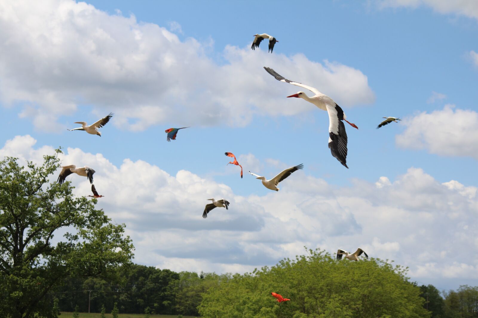 Canon EOS 600D (Rebel EOS T3i / EOS Kiss X5) sample photo. Flight, birds, raptors photography