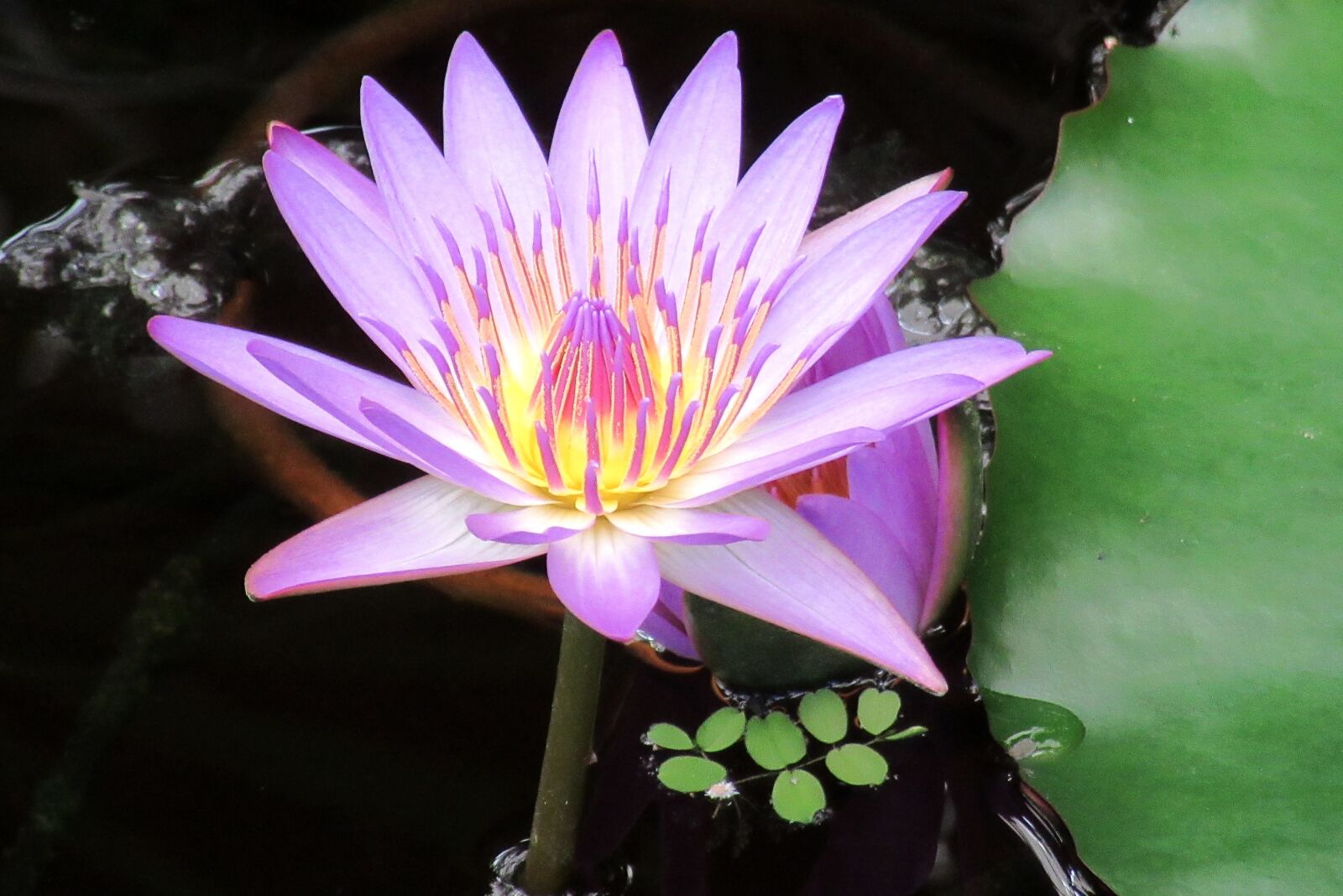 Canon PowerShot SX610 HS sample photo. Lily, water lilies, aquatic photography