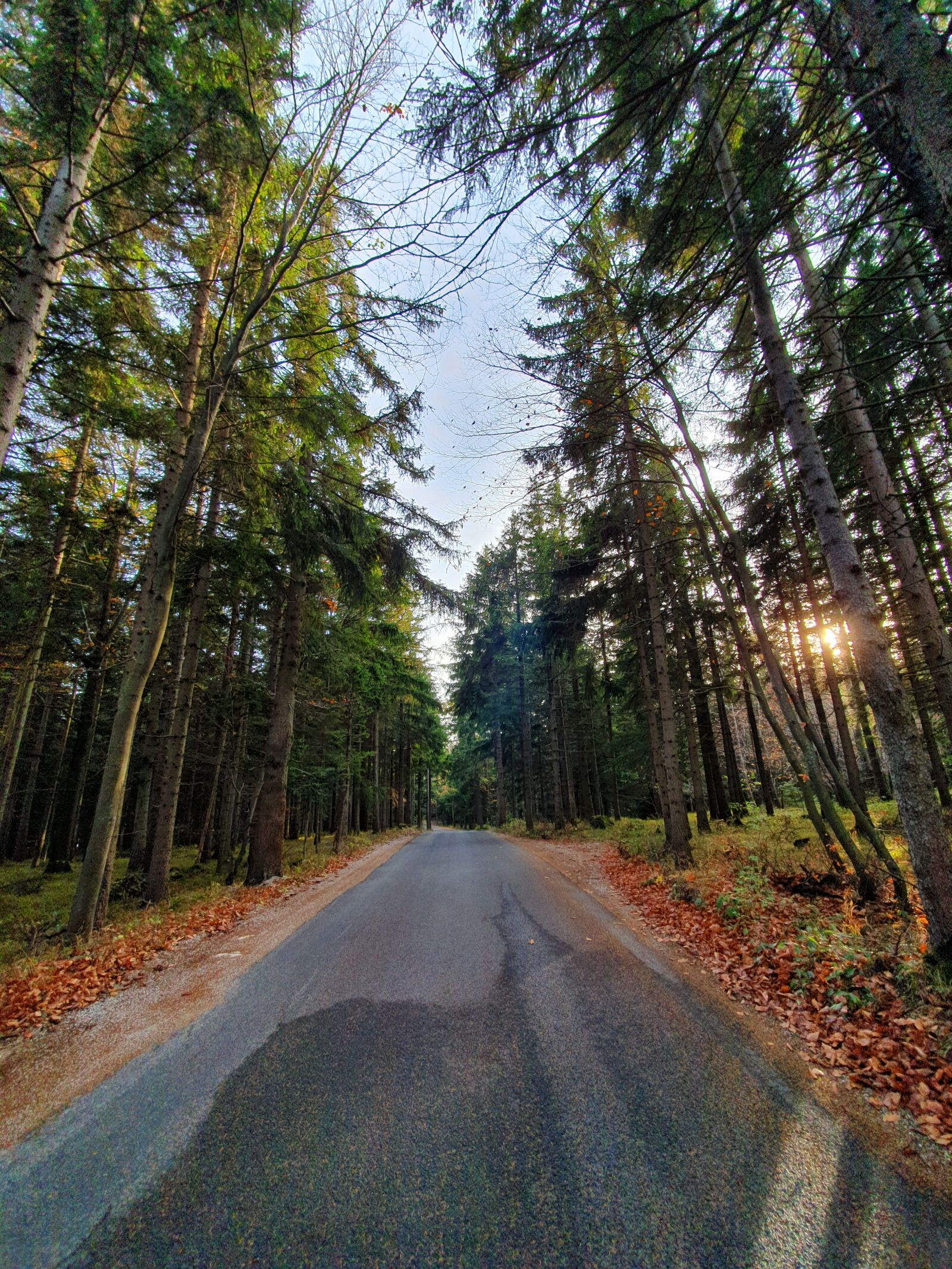 Samsung SM-G973F sample photo. Road, forest, nature photography