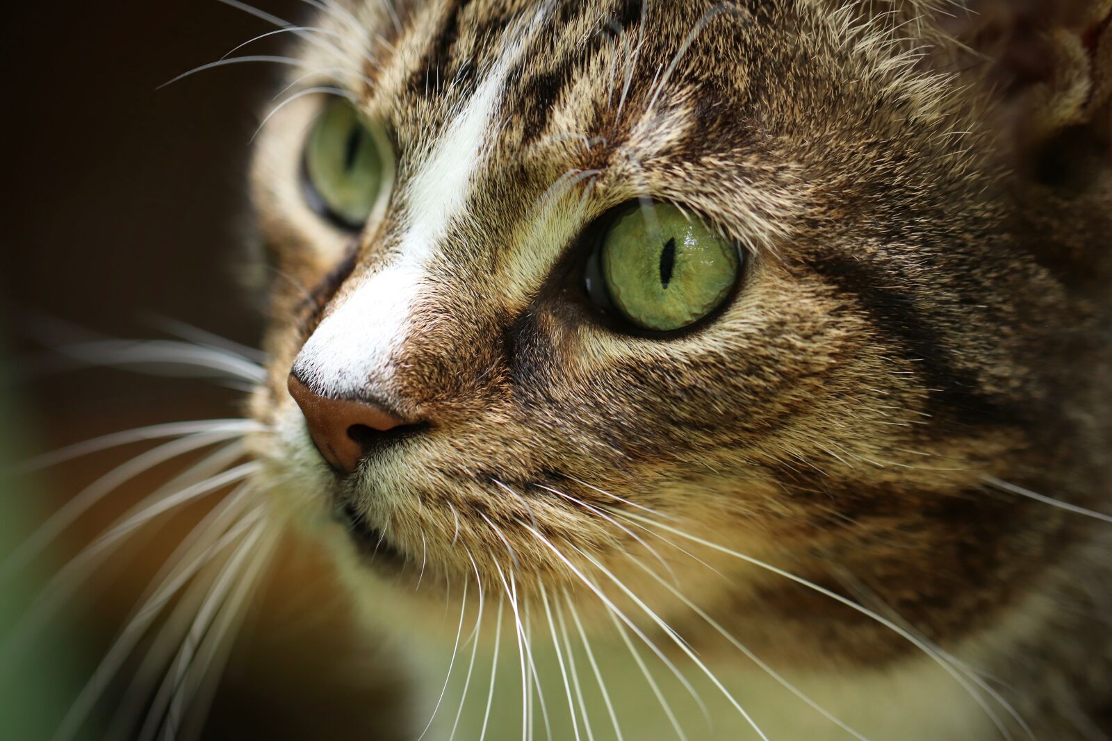 Canon EOS 800D (EOS Rebel T7i / EOS Kiss X9i) sample photo. Cat, mackerel, pet photography