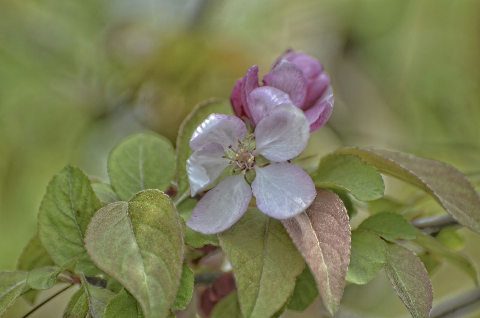 Nikon D7000 sample photo. Flowers blooming, apple flowers photography