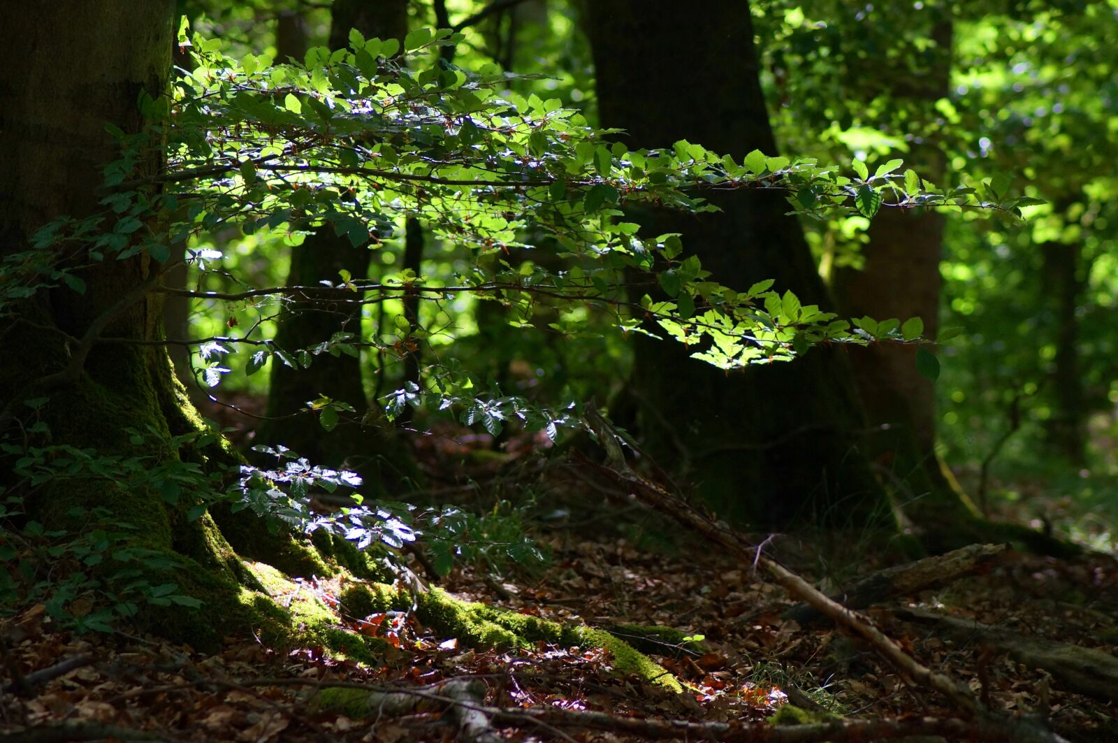 Sony SLT-A57 sample photo. Forest, forest floor, leaves photography