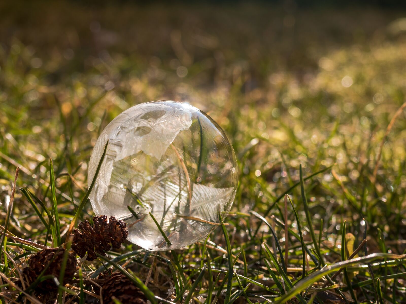 Olympus PEN E-PL7 sample photo. Soap bubble, frozen, grass photography