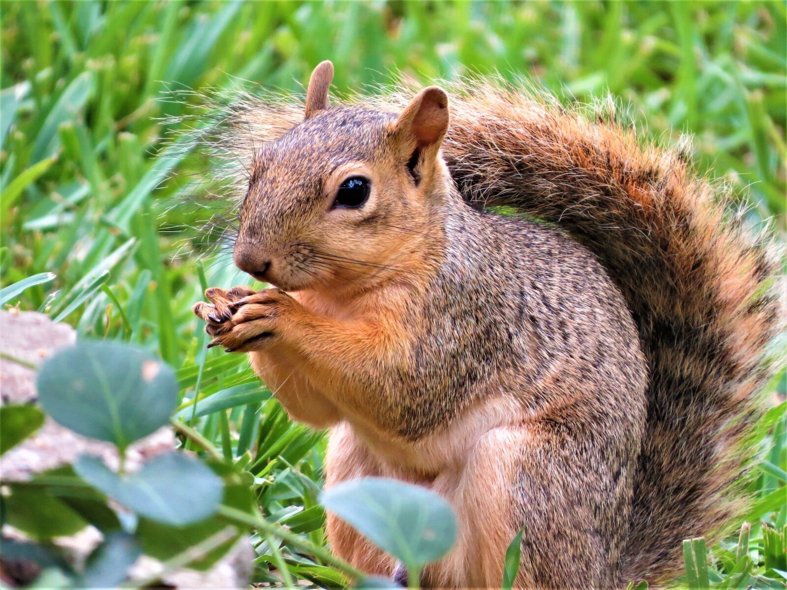 Canon PowerShot SX50 HS sample photo. Squirrel, close up, brown photography