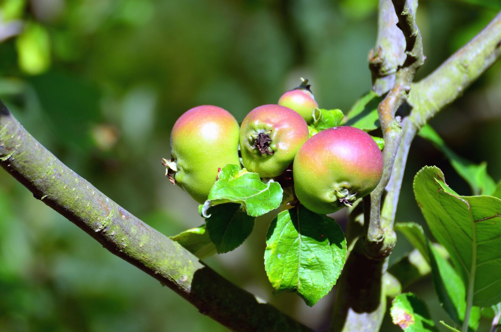 Nikon D5100 sample photo. Fruit, apple, tree, branch photography