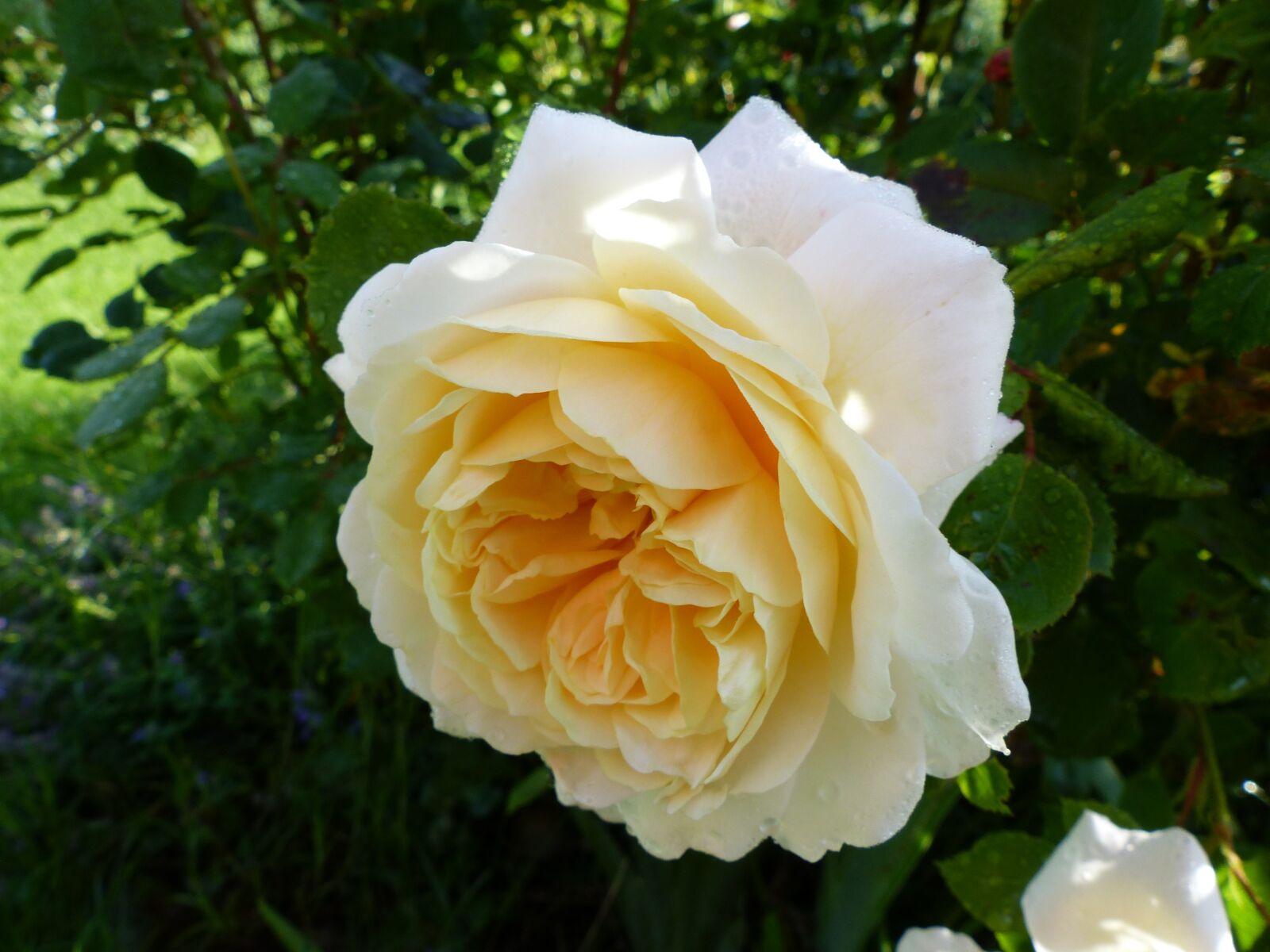 Panasonic Lumix DMC-FZ200 sample photo. Rose, garden, june photography
