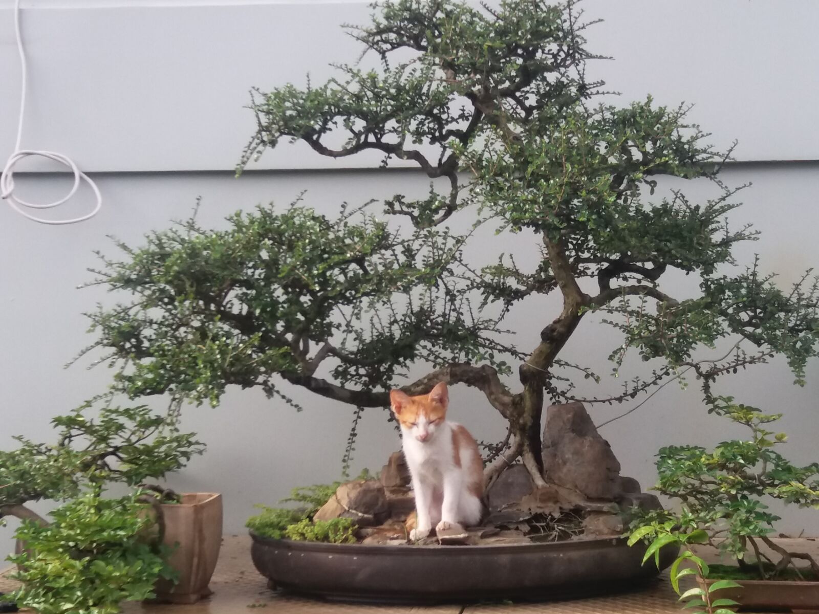 Samsung Galaxy J5 sample photo. Cat photography