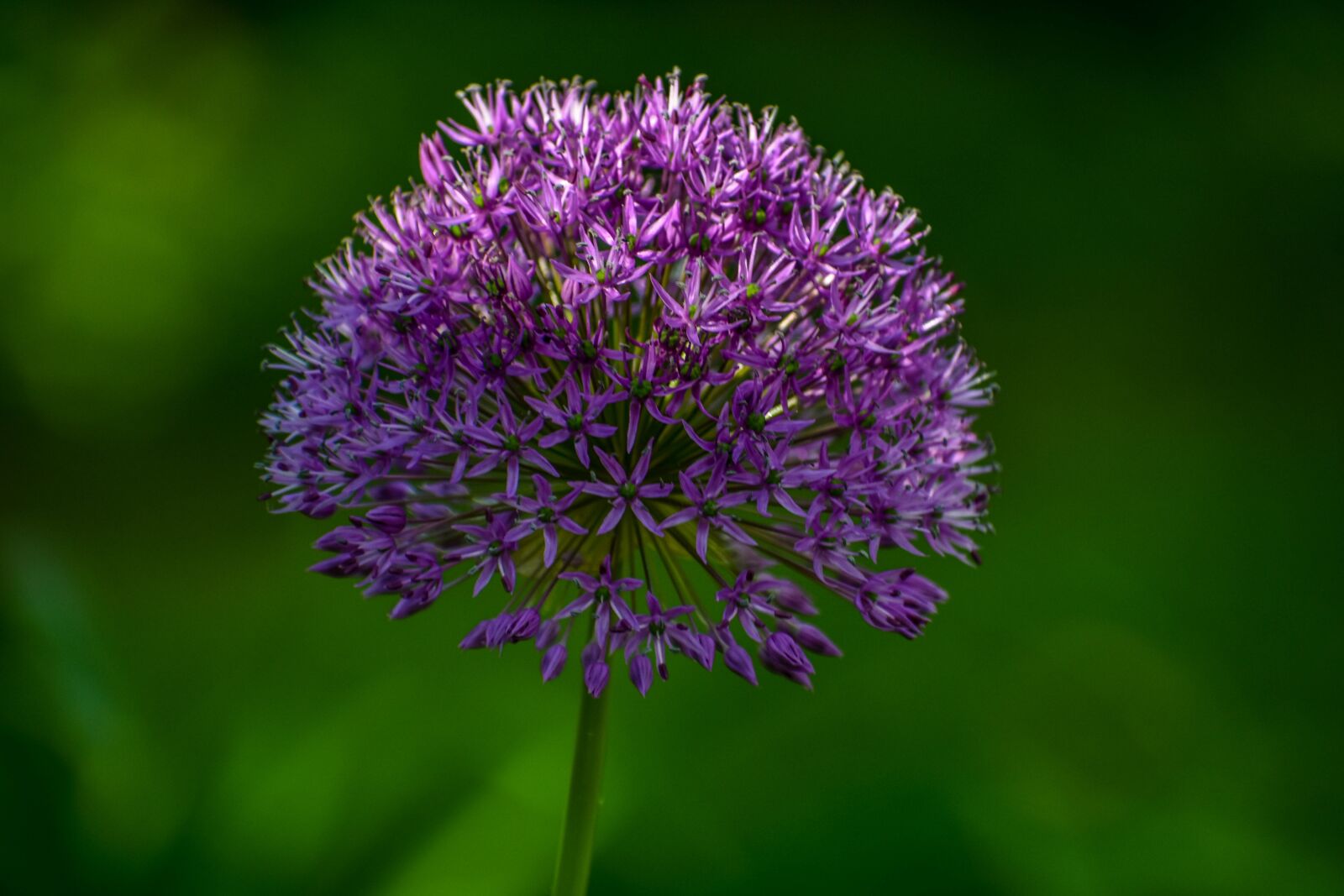 Nikon D3400 sample photo. Purple, green, flower photography