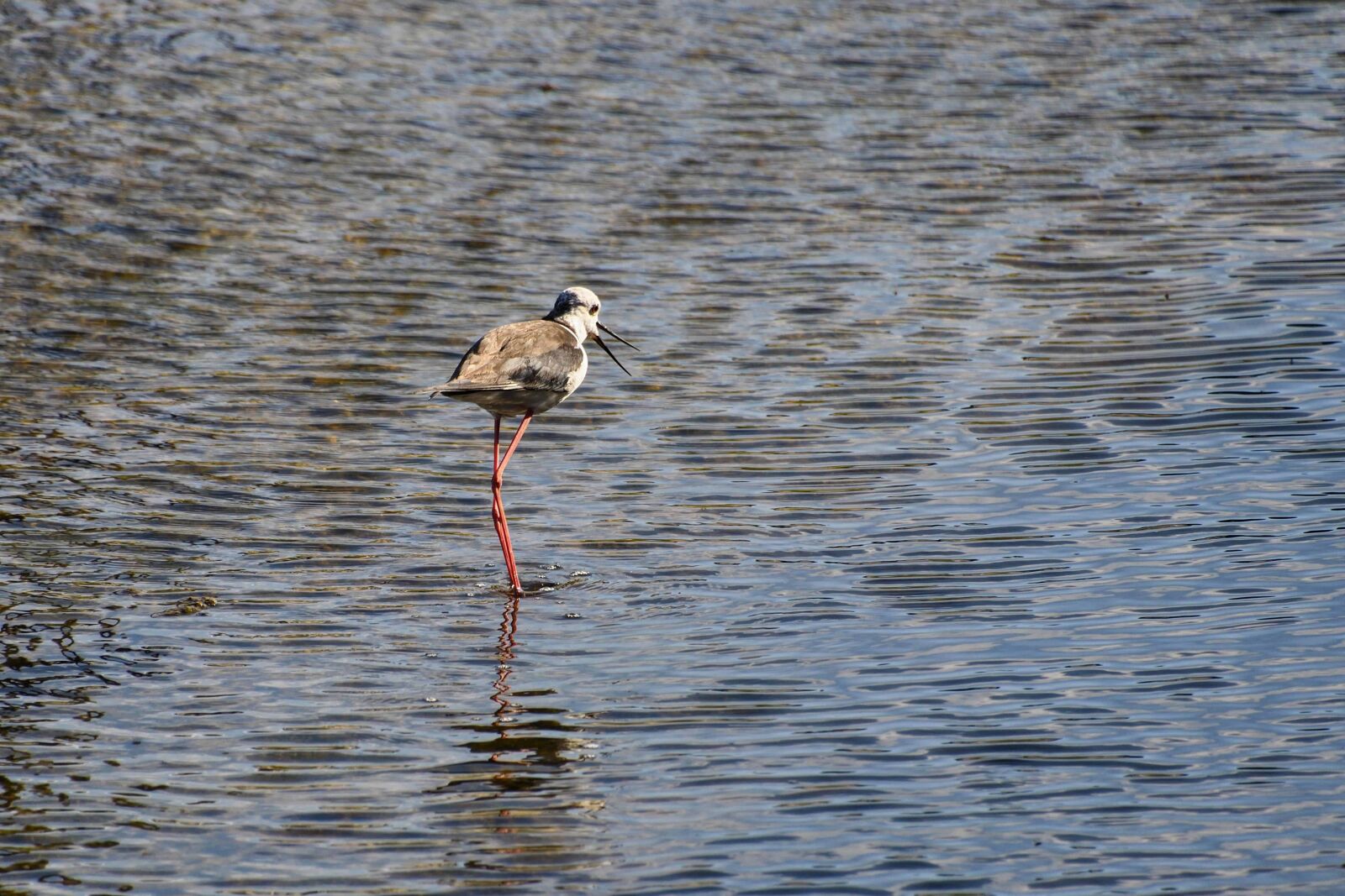 Nikon D500 sample photo. Nature, lake, water, wildlife photography