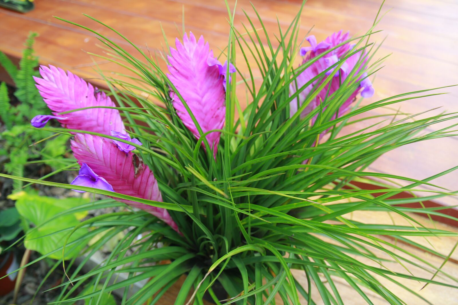 Canon EOS 600D (Rebel EOS T3i / EOS Kiss X5) sample photo. Garden, flowers, plant a photography