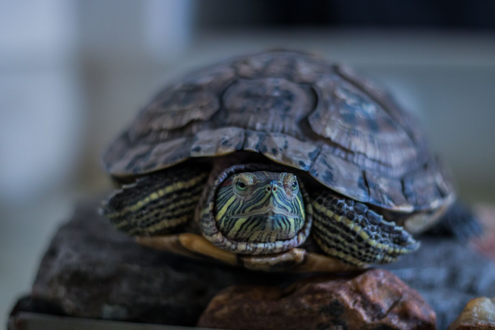 Canon EOS 70D + Canon EF 50mm F1.8 II sample photo. Turtle, amphibian, red eared photography