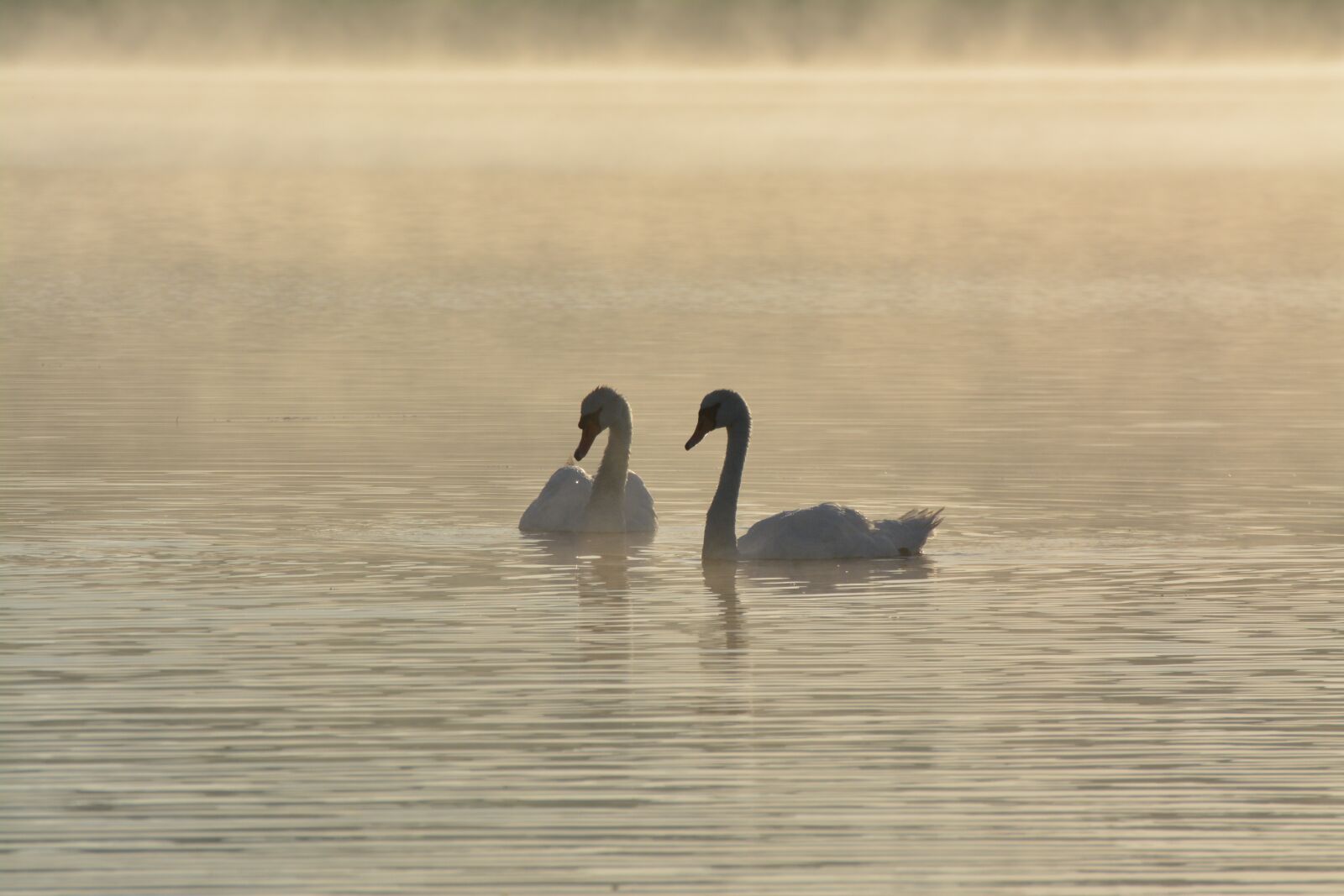 Nikon D5200 sample photo. Body of water, birds photography