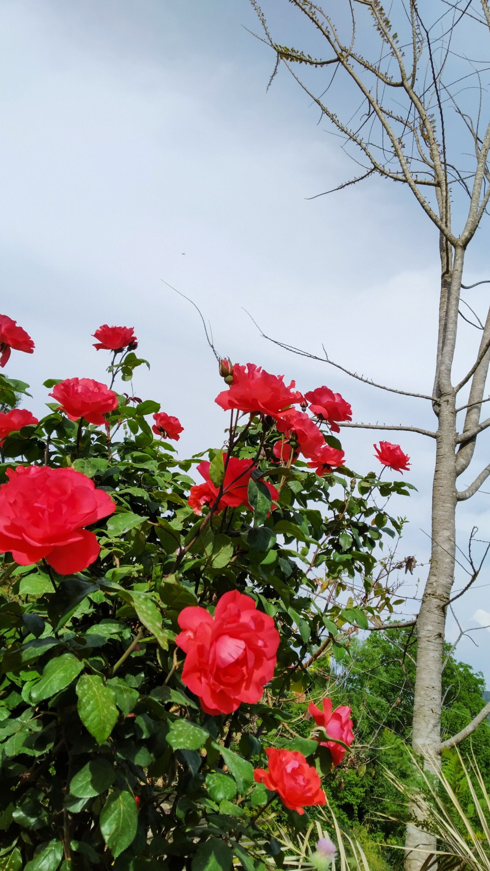 Xiaomi Redmi 7 sample photo. Himachal pradesh, flowers, summer photography