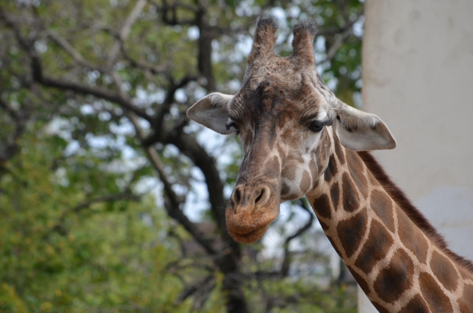 Nikon D5100 sample photo. Animals, giraffe, zoo photography