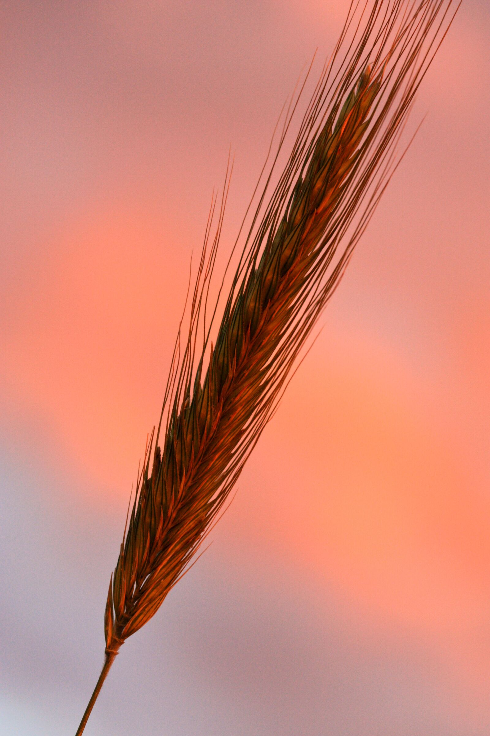 Canon EOS 450D (EOS Rebel XSi / EOS Kiss X2) sample photo. Rye, sunset, resilient photography