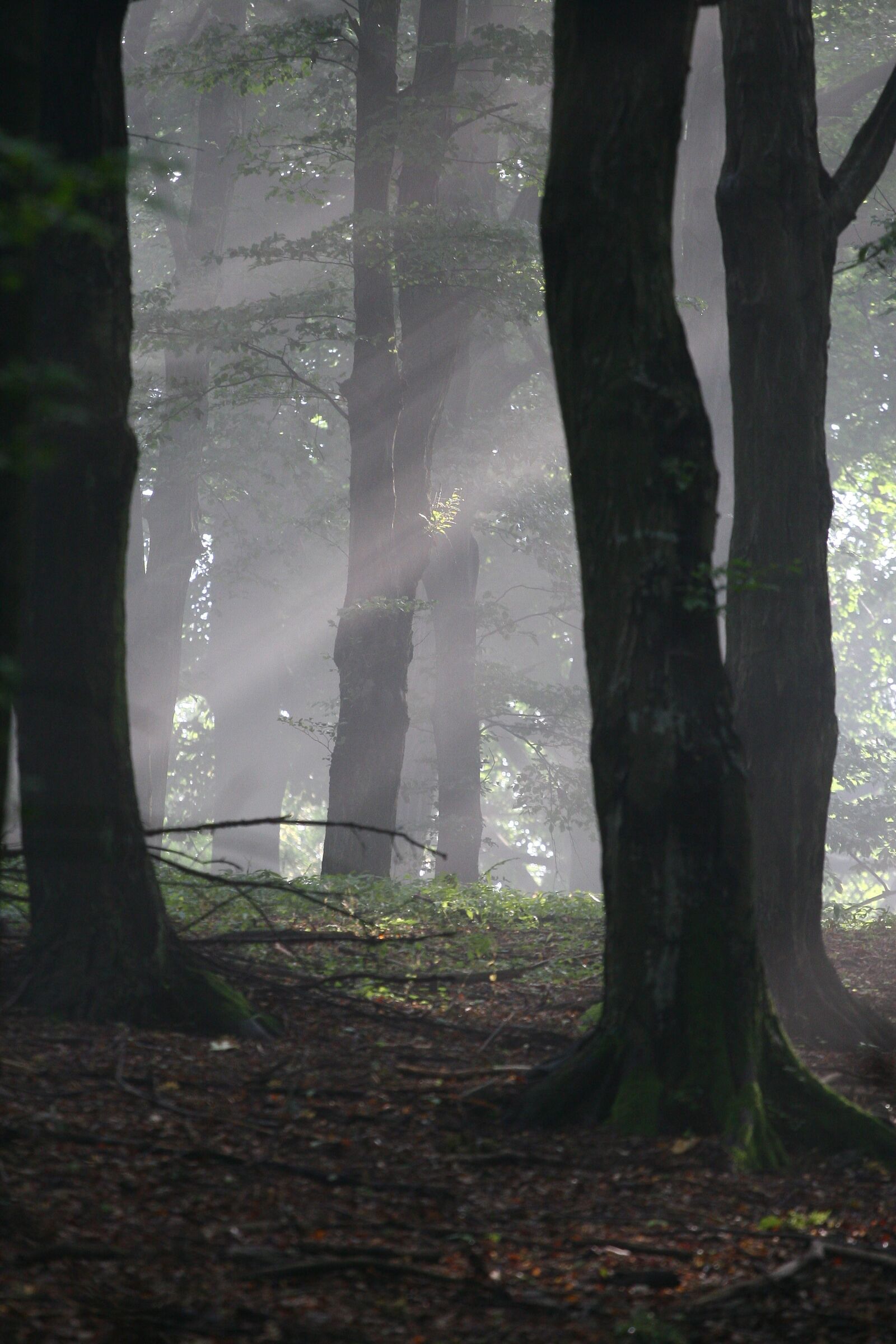 Canon EOS 30D sample photo. Nature, trees, forest photography