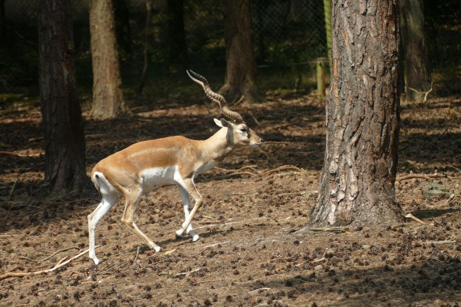 Panasonic Lumix DMC-FZ1000 sample photo. Deer, mammal, fauna photography