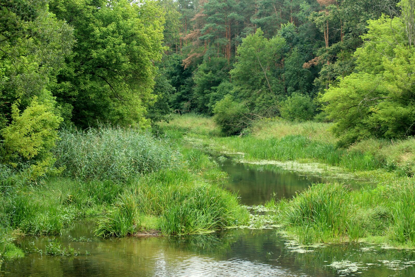Canon EOS 1200D (EOS Rebel T5 / EOS Kiss X70 / EOS Hi) sample photo. River, water, summer photography