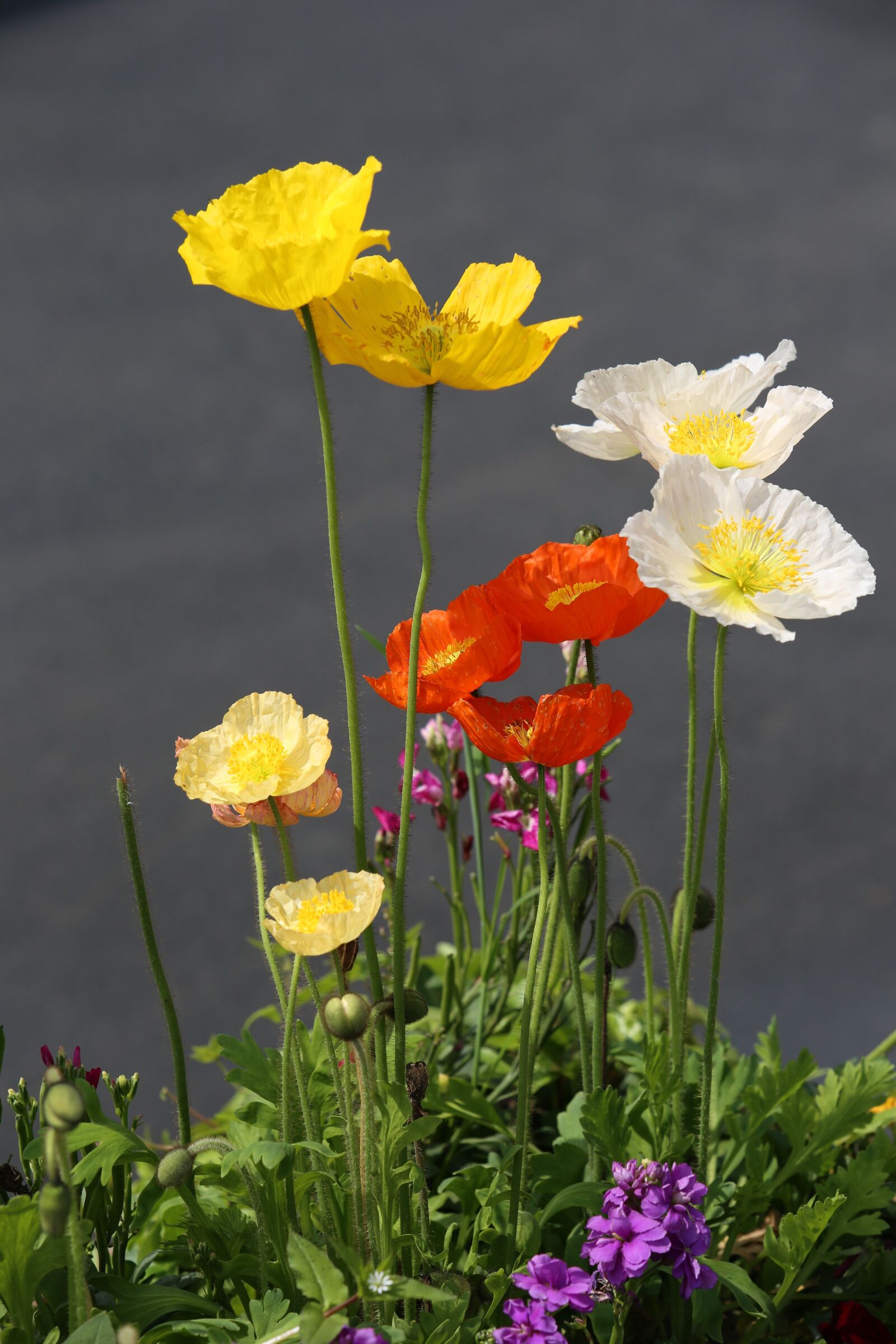 Canon EF 70-200mm F2.8L IS USM sample photo. Roadside, flower, color photography