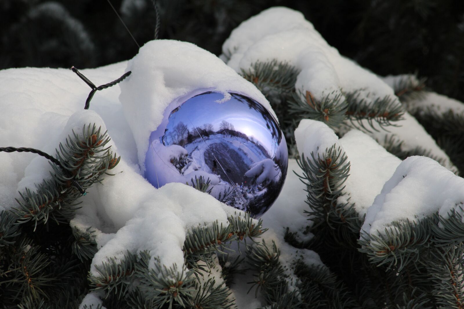 Canon EOS 550D (EOS Rebel T2i / EOS Kiss X4) sample photo. Toy, xmas, tree photography