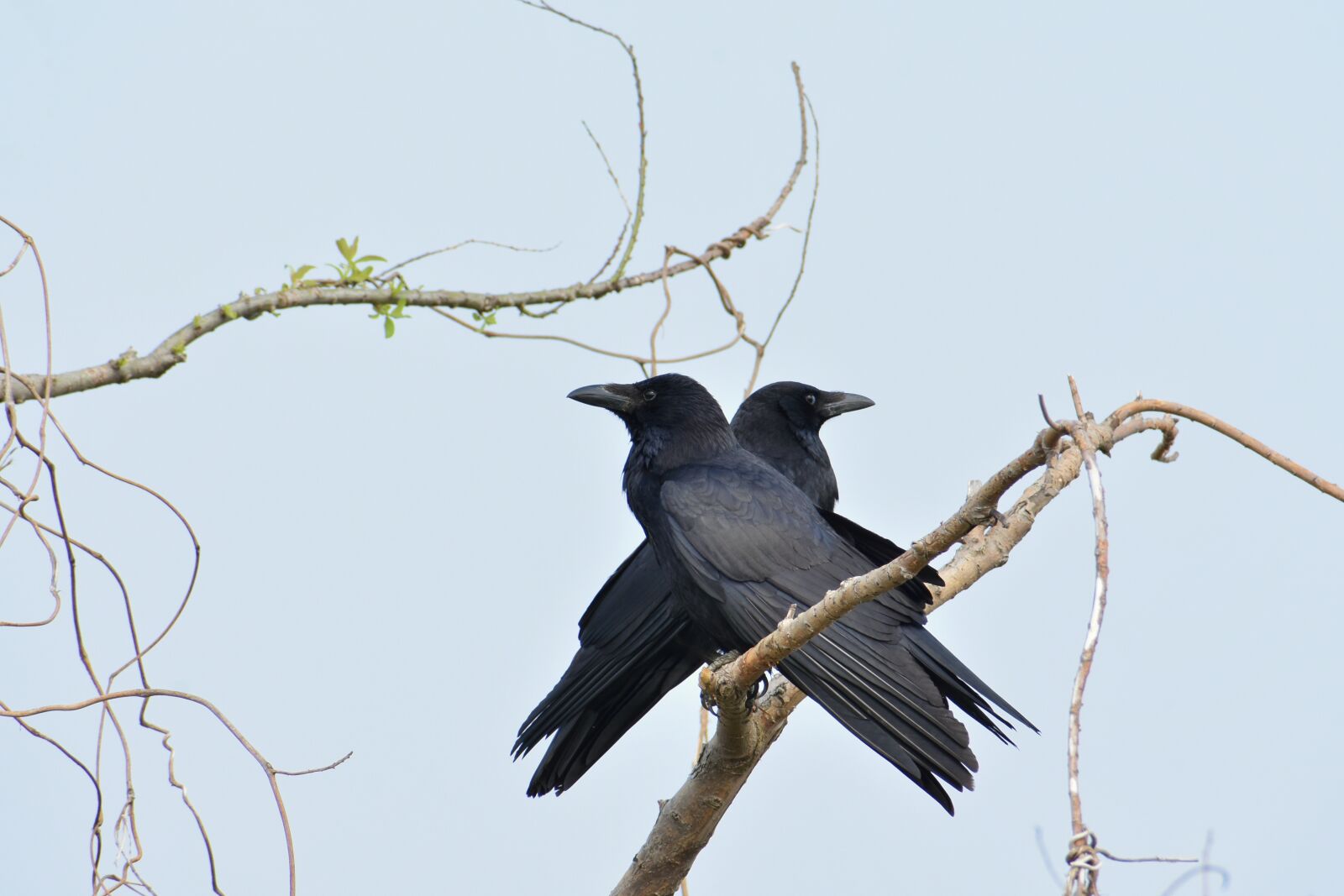 Nikon D7200 sample photo. Animal, wood, bird photography