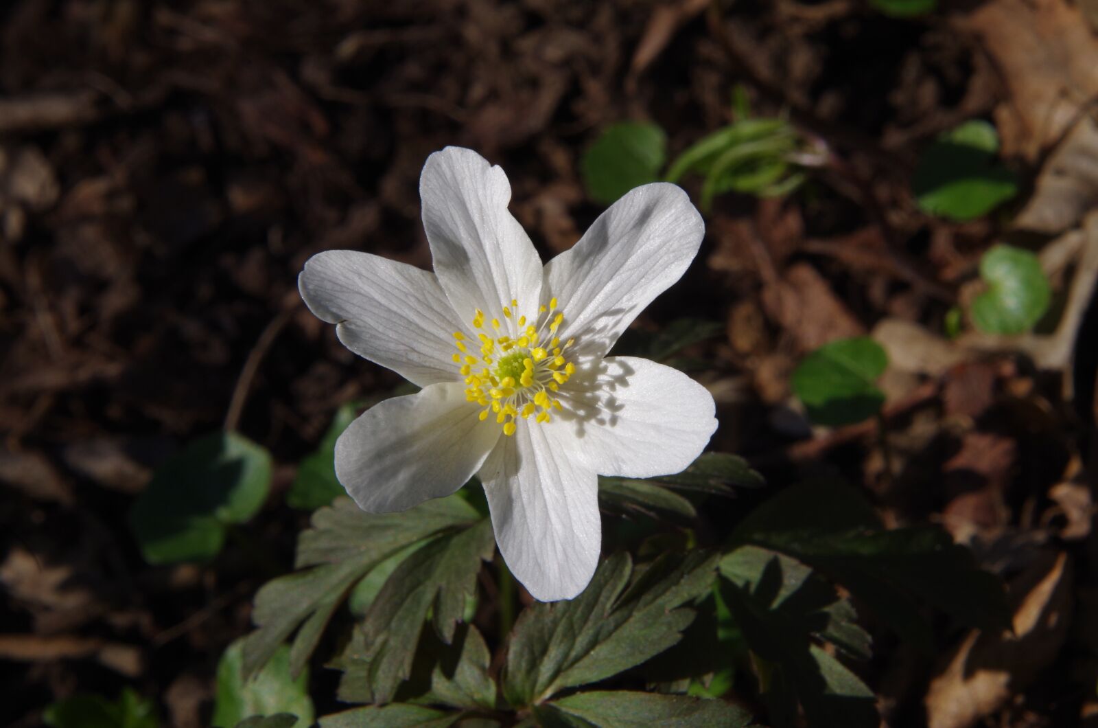 Pentax K-50 sample photo. Flower, white flower photography