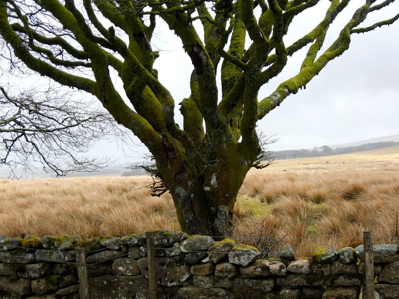 Fujifilm XF1 sample photo. Tree, moss, dartmoor photography
