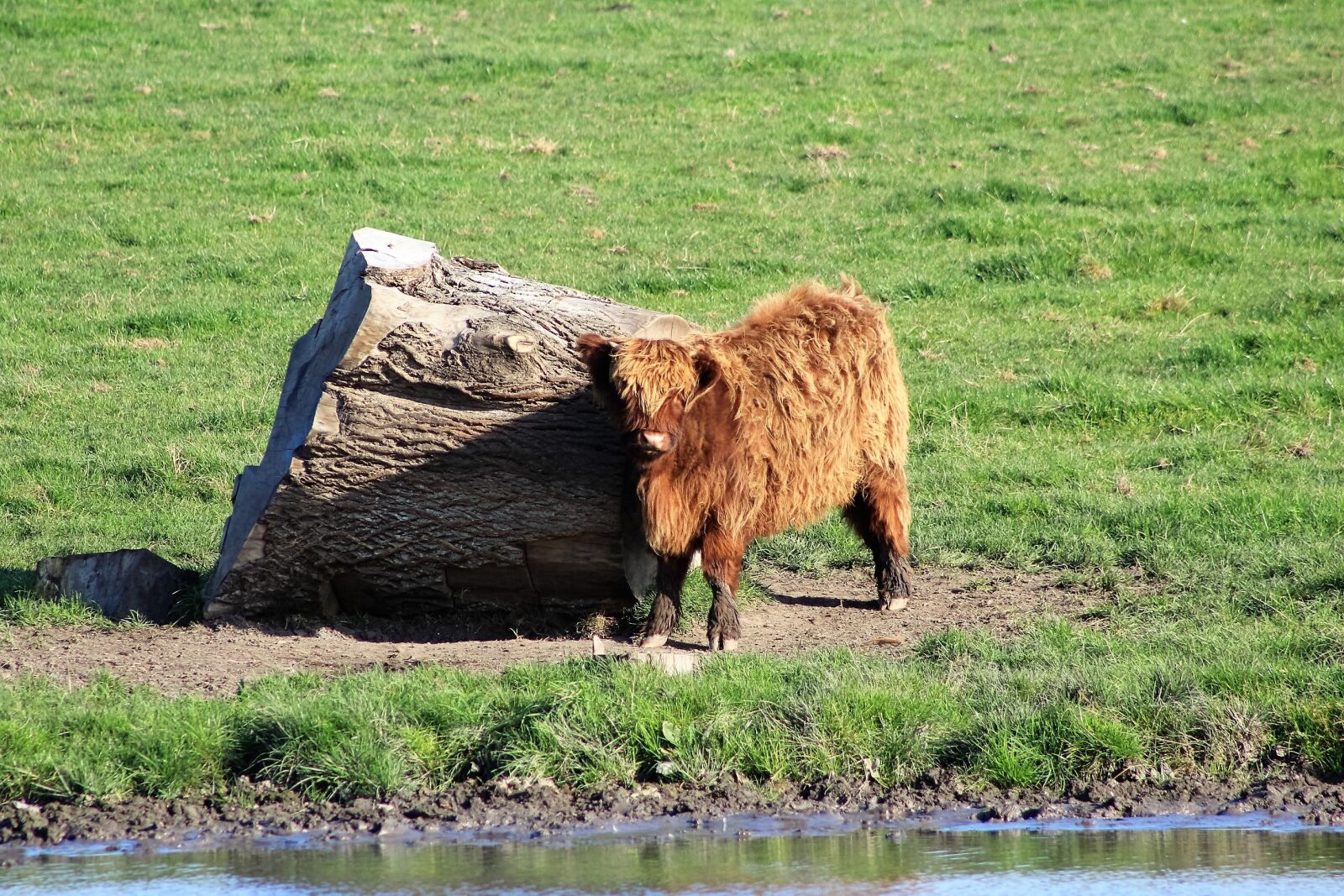 Canon EF 75-300mm f/4-5.6 sample photo. Ox, animal, ruminant photography
