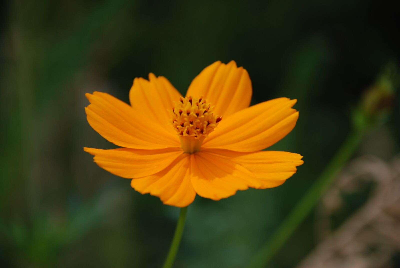 Nikon D80 sample photo. Flower, orange, blossom photography