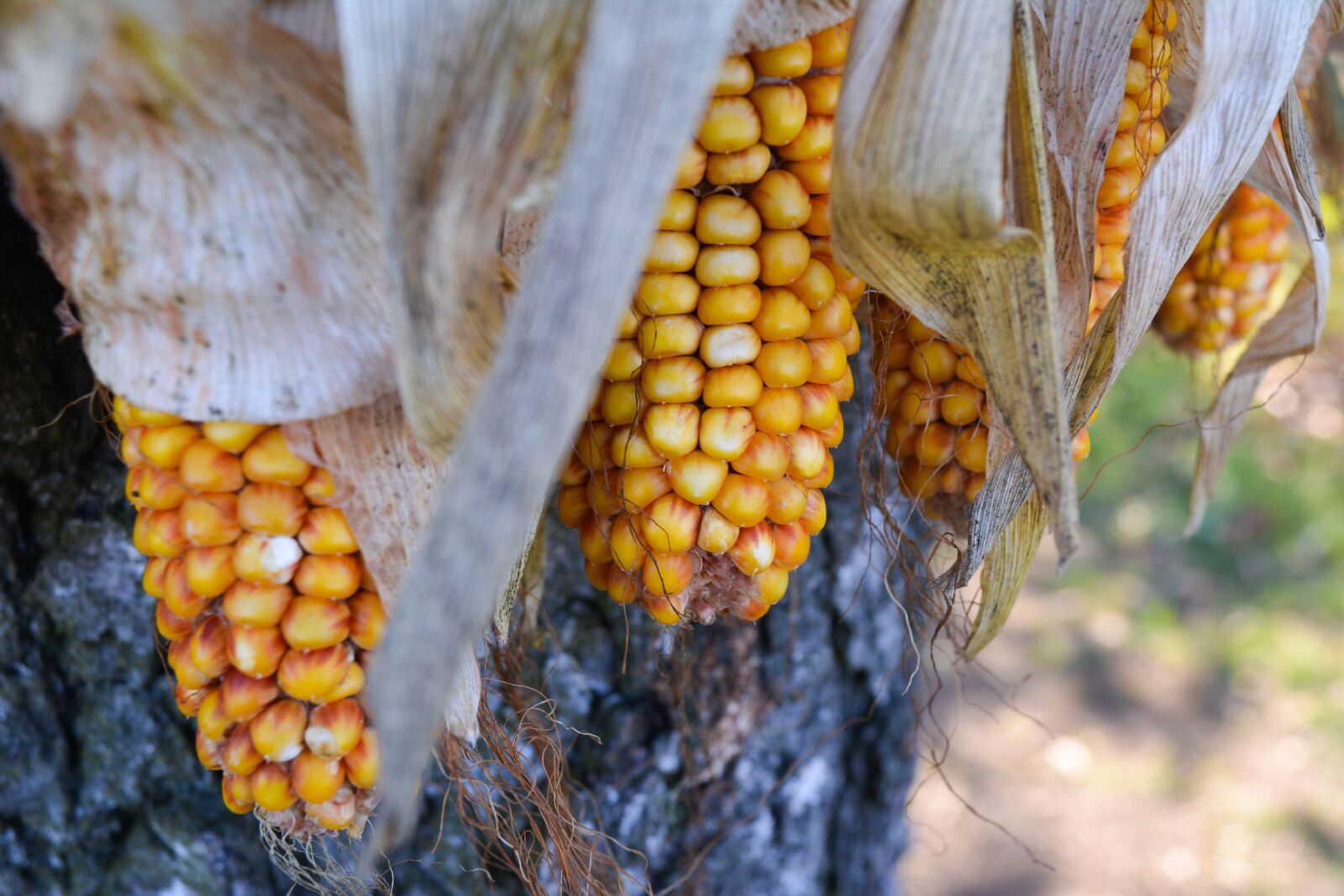 Nikon D5200 sample photo. Corn, nature, autumn photography